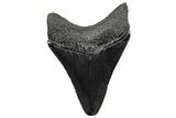 Fossil Megalodon Tooth - South Carolina #300198-1